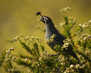 California quail