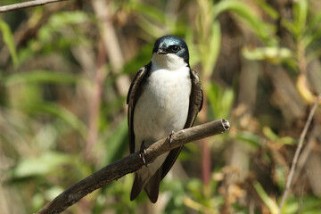 tree swallow 
