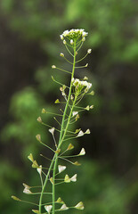 Weed Capsella bursa-pastoris