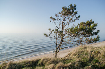 Fototapeta na wymiar Pine in beach, Labrags, Latvia.