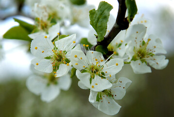 Plum tree flowers