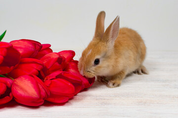 Festive Easter background. Bright tulips and paper figures of rabbits.