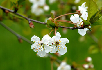 Plum tree flowers