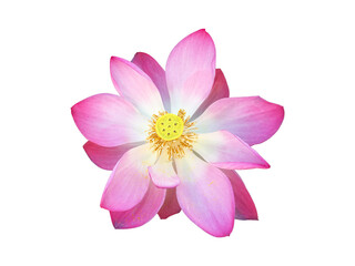 Isolated waterlily flower with clipping paths.
