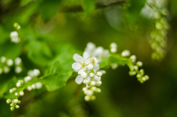 Branch of bird cherry with flowers.