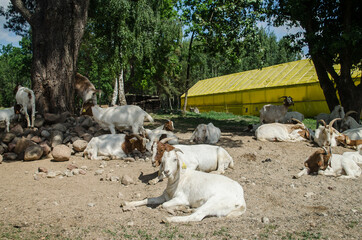 Naklejka premium Goats sleeping outside by a tree.