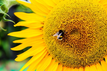 Yellow sunflower with a bee