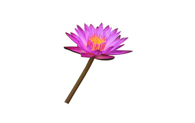 Isolated waterlily and lotus plant with clipping paths.