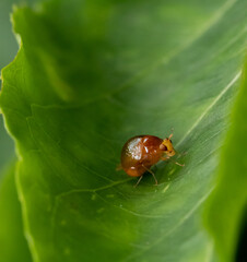 bug on leaf