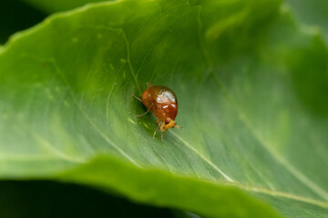 ladybird on leaf