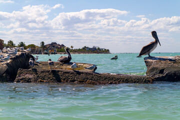 Pelicano o Pelican y Gaviota o Seagull en la isla de Holbox, estado de Quintana Roo, pais de Mexico