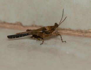 grasshopper on the ground
