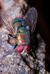 close up of a fly