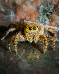 crab spider on a rock