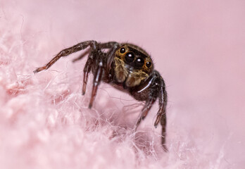 spider on the ground
