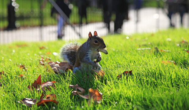 ardilla comiendo cacahuete en un parque de londres IMG_2407-as21