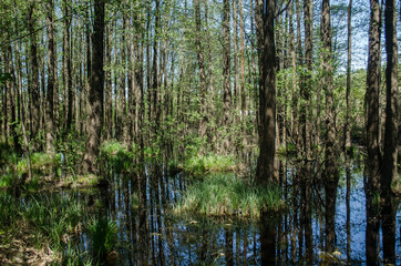 Fototapeta na wymiar Swampy forest in Liepaja, Latvia.