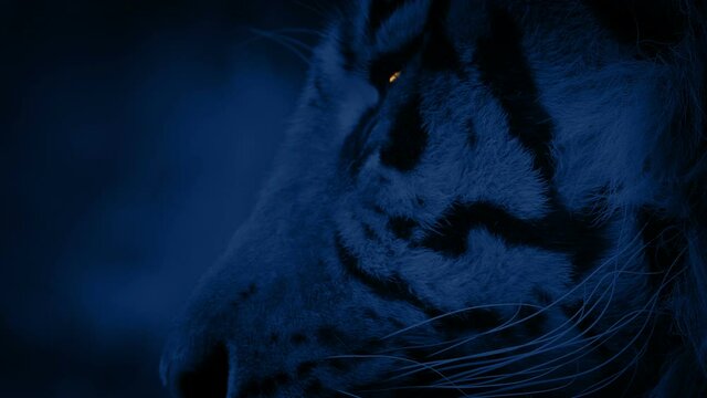 Tiger Comes Into View With Glowing Eyes