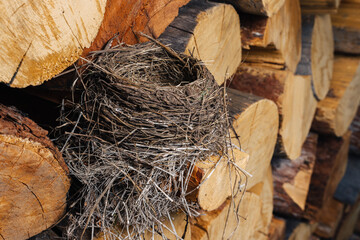 Bird's nest with green eggs inside. The bird made a nest in the woodshed.