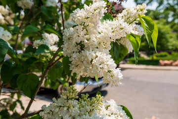 Lilacs in full bloom (white) on a residential street in Toronto's Beaches neighbourhood.  A sure...
