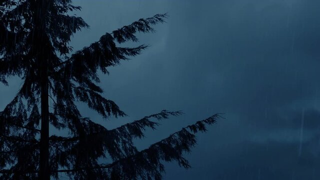 Tree Sways In Strong Wind And Rain