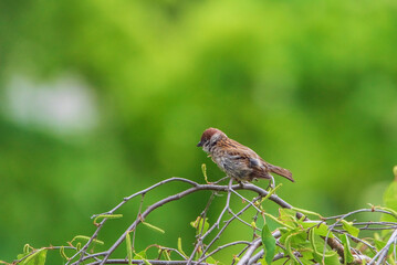 A beautiful urban sparrow sits on a branch.