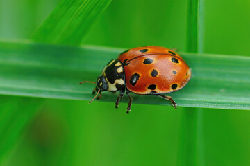 Closeup on the colorful eyed ladybug , Anatis ocellata on green a grass blade