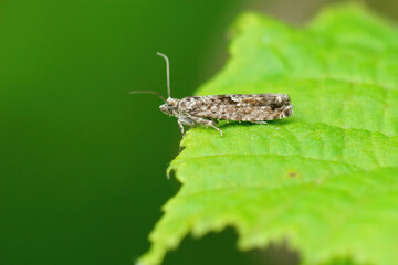 Closeup on a small tortrix moth, Epinotia immundana on a green leaf
