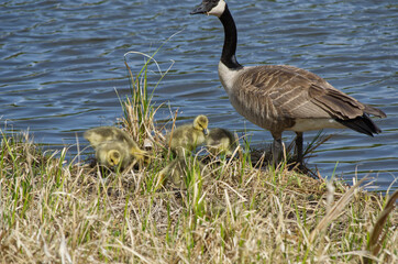 A Canadian Goose Family in the Grass