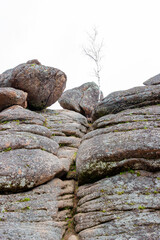 Small birch grows among stones on a top rock in the Stolby Nature Reserve in Krasnoyarsk, Russia, Russia