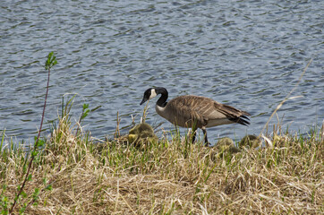 A Canadian Goose Family in the Grass