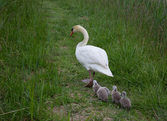 Female swan with four chicks walking on the path in the tall grass.
