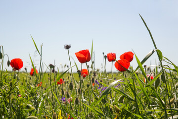 Beautiful poppy field on a sunny summer day.