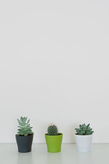 Row of three different potted decorative house plants on light table indoors with copy space for text. Cute small cactuses and succulents growing in plastic pots for unique home decor, vertical shot