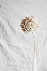 Hydrangea, hortesia, dried flower on grey background. Pastel, natural colors. Vintage style. selective focus. holiday card concept. Mothers Day.