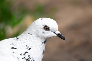 Columba. A large portrait of a bird of white or color pigeon species with bright orange saturated eyes. A picture of an animal in a profile that looks into the camera. A badly blurred background.