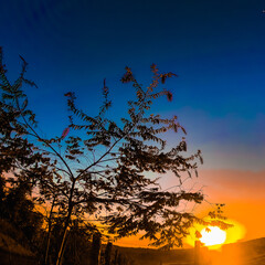 Fototapeta premium sunset in the forest