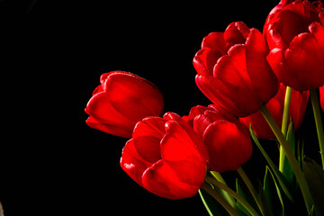 red tulips on a black background