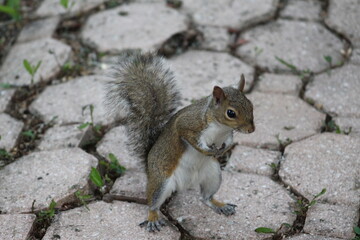 Naklejka na ściany i meble Squirrel standing on the ground looking