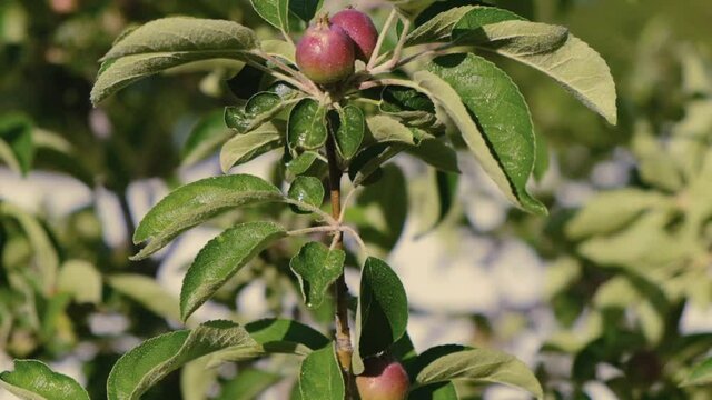 Agriculture and horticulture. Growing organic apples.