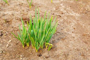 Growing green garlic out of the ground with space to copy text. Agricultural industry