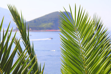 View of the island in the sea through the palm leaves. The seashore. Beach. Bay, lagoon. The...