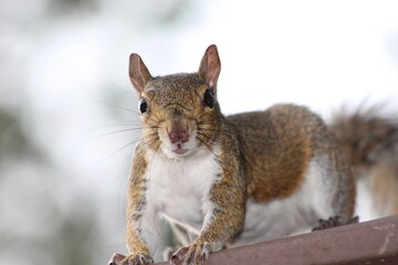 Squirrel looking at the camera