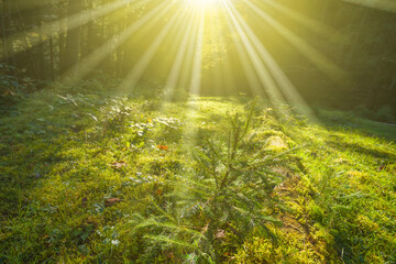 green forest glade in sunlight, natural outdoor background © Yuriy Kulik