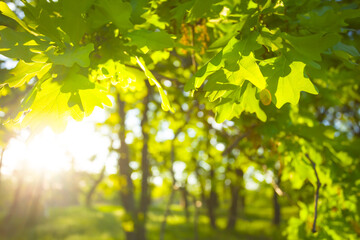closeup oak tree branch in light of evening sun