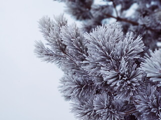 Christmas tree branches in hoarfrost in winter