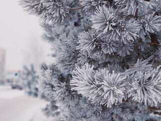 Frost on the branches of a coniferous tree in winter