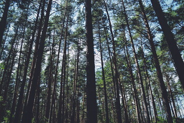 Fototapeta premium Many tree trunks on the background of the sky in summer