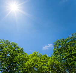 closeup tree with green leaves in light of sparkle sun