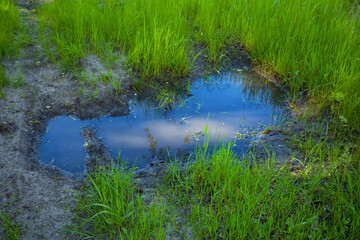 Fototapeta na wymiar closeup small puddle in green grass, natural countryside background